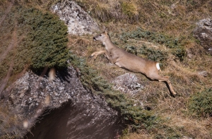 Capriolo